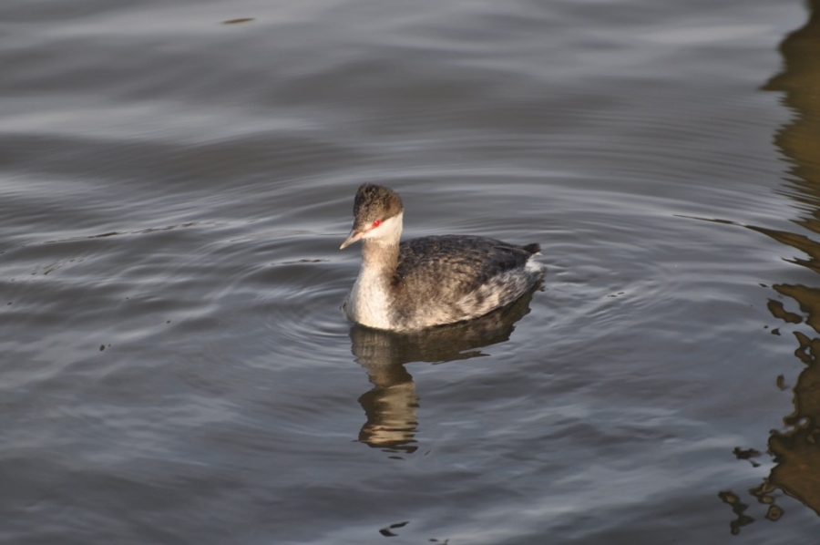 a small waterfowl swims